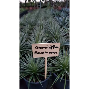 Agave geminiflora 'Rastaman'