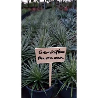 Agave geminiflora 'Rastaman'