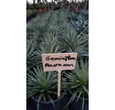 Agave geminiflora 'Rastaman'