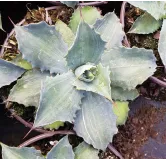 Agave potatorum 'Cameron'