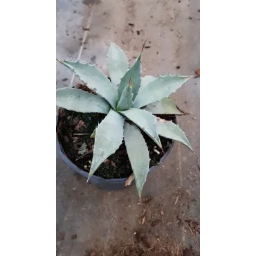 Agave parryi subsp. parryi 'Giant'