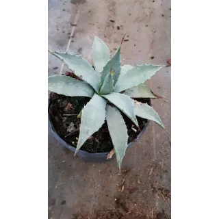 Agave parryi subsp. parryi 'Giant'