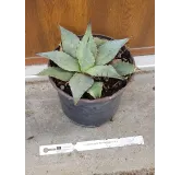 Agave parryi Var.Neomexicana