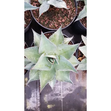 Agave ovatifolia