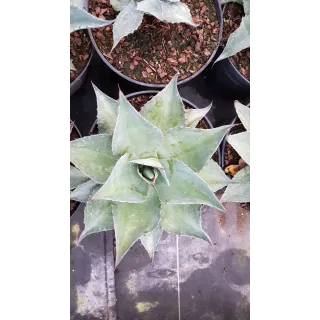 Agave ovatifolia