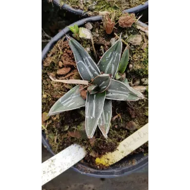 Agave nickelsiae