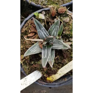 Agave nickelsiae