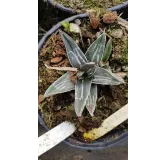 Agave nickelsiae