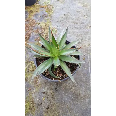 Agave garciae-mendozae