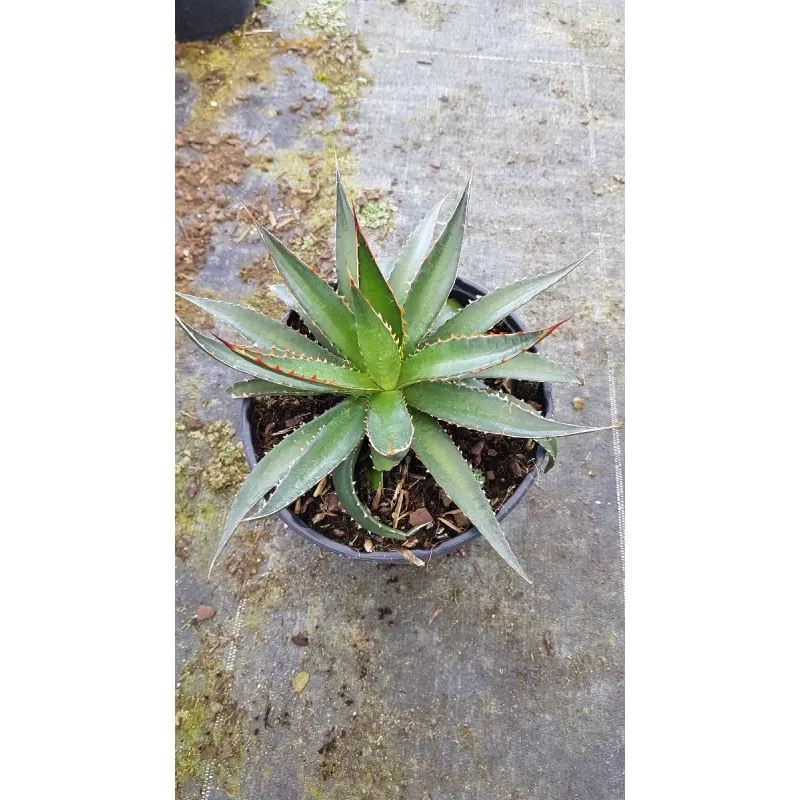 Agave garciae-mendozae