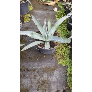 Agave gentryi 'La escondida'