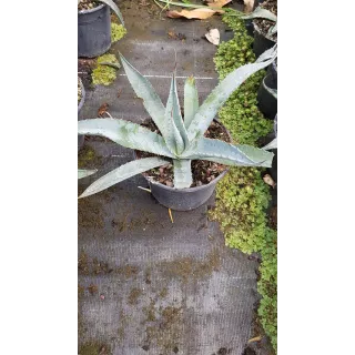 Agave gentryi 'La escondida'