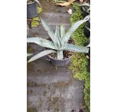 Agave gentryi 'La escondida'