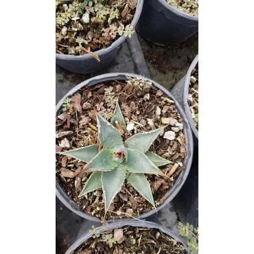 Agave utahensis Var.Kaibabensis