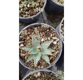 Agave utahensis Var.Kaibabensis