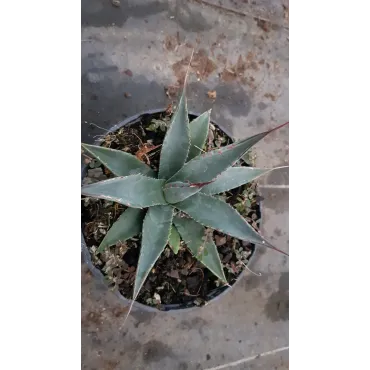 Agave utahensis Var.Nevadensis