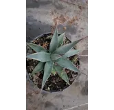 Agave utahensis Var.Nevadensis