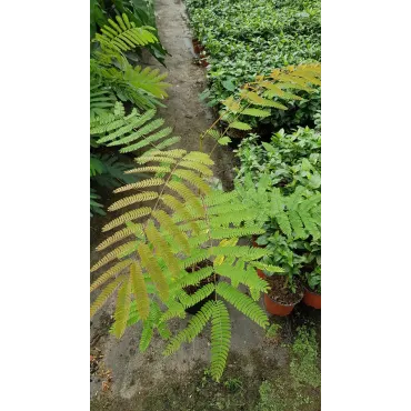 Albizia julibrissin Var. Controis-en-Sologne