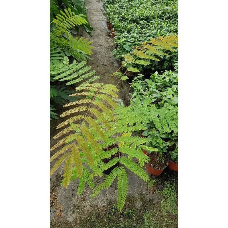 Albizia julibrissin Var. Controis-en-Sologne