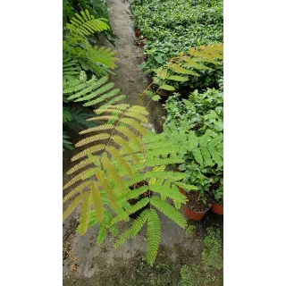 Albizia julibrissin Var. Controis-en-Sologne