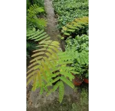 Albizia julibrissin Var. Controis-en-Sologne