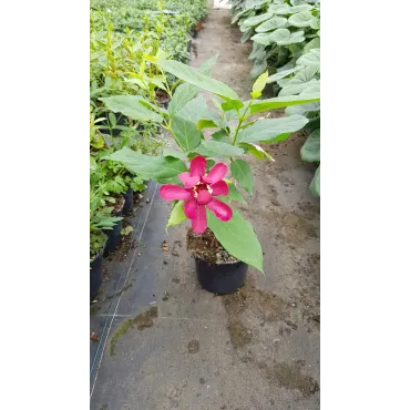 Sinocalycanthus x raulstonii 'Hartlage wine'