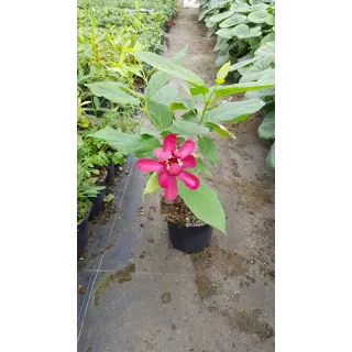 Sinocalycanthus x raulstonii 'Hartlage wine'