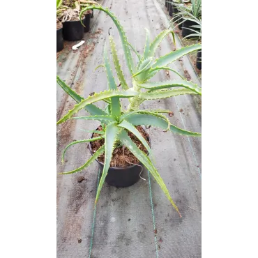 Aloe arborescens