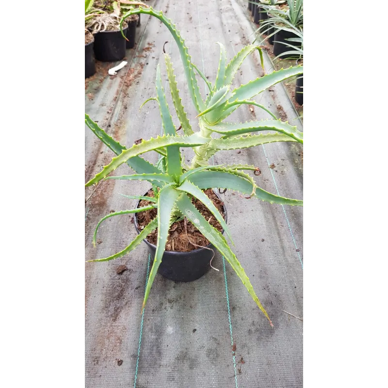 Aloe arborescens