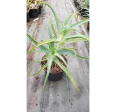 Aloe arborescens