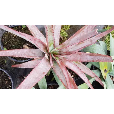 Aloe capitata 'Yellow hoodie'