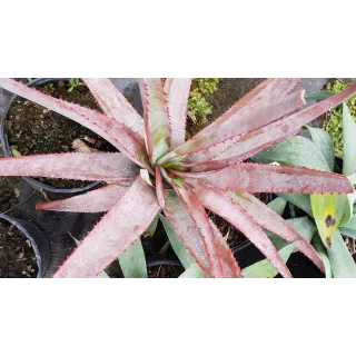 Aloe capitata 'Yellow hoodie'