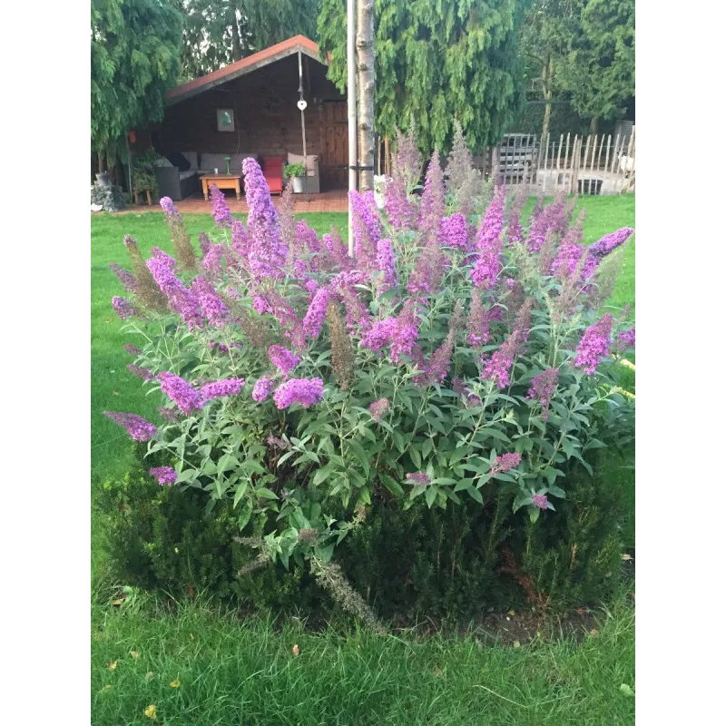 Buddleja davidii FLUTTERBYâ„¢PINK