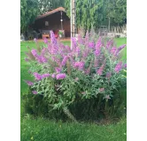 Buddleja davidii FLUTTERBYâ„¢PINK