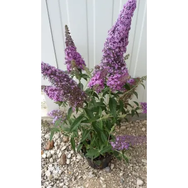 Buddleja davidii FLUTTERBYâ„¢PINK