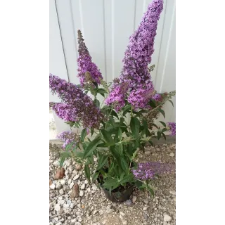 Buddleja davidii FLUTTERBYâ„¢PINK