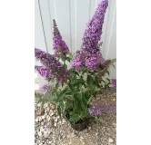 Buddleja davidii FLUTTERBYâ„¢PINK