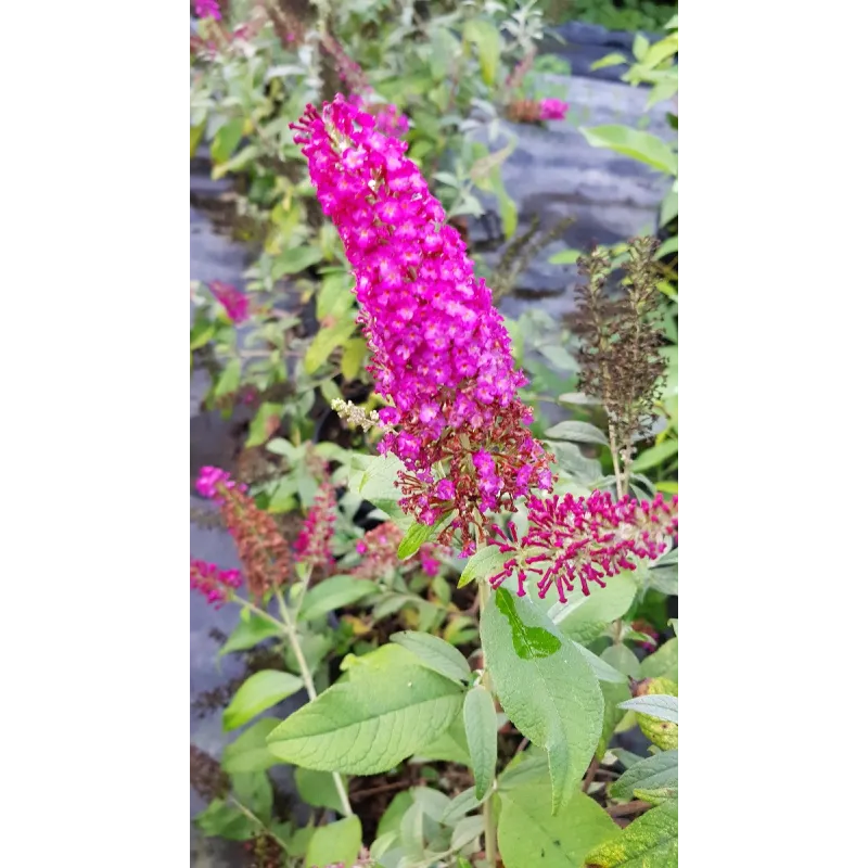 Buddleja davidii FLUTTERBYâ„¢RED