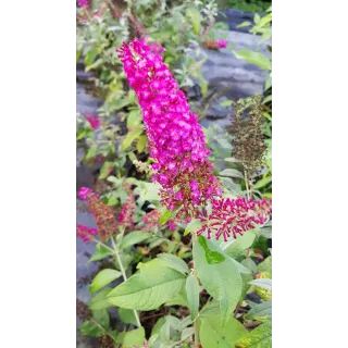 Buddleja davidii FLUTTERBYâ„¢RED