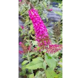 Buddleja davidii FLUTTERBYâ„¢RED