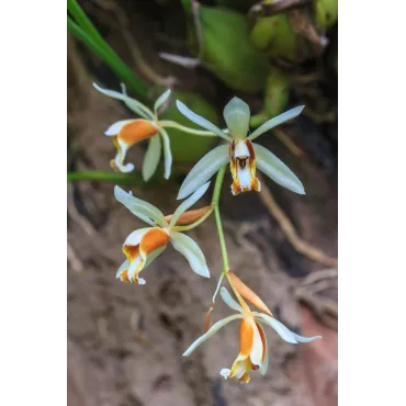 Coelogyne trinervis