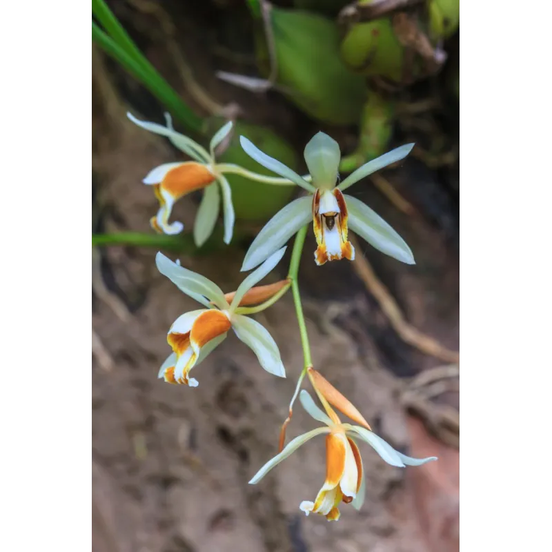 Coelogyne trinervis