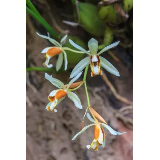 Coelogyne trinervis