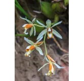 Coelogyne trinervis