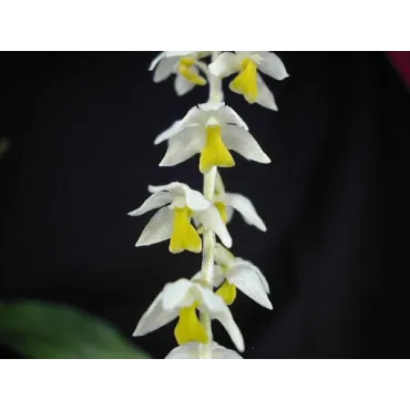 Dendrochilum cobbianum