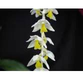 Dendrochilum cobbianum