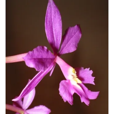 Epidendrum purple