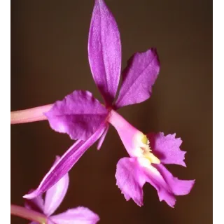 Epidendrum purple