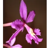 Epidendrum purple