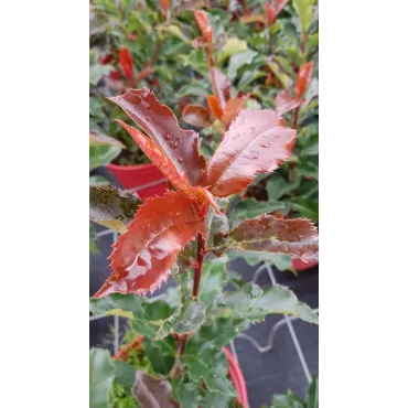 Photinia Magical VolcanoÂ® 'Kolmavoca'